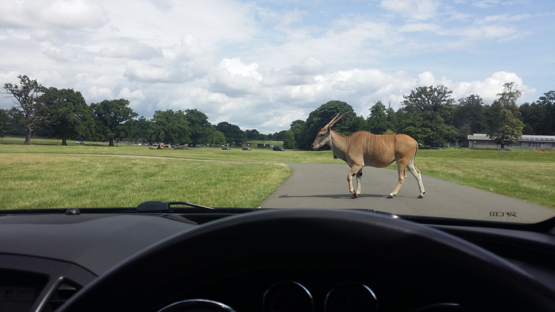 Zwierzęta na drodze w woburn safari park w UK